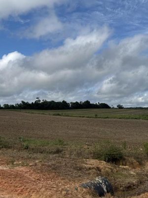 A Agência de Defesa Agropecuária e Florestal do Estado do Amazonas (Adaf) alerta os sojicultores do Amazonas que se encerra, nesta quarta-feira (10), o período do Vazio Sanitário da Soja, iniciado em junho deste ano. Findada a proibição do plantio e da manutenção de plantas vivas de soja em qualquer fase de desenvolvimento no estado, a autarquia informa que os agricultores poderão dar início à semeadura da cultura, na quinta-feira (11).