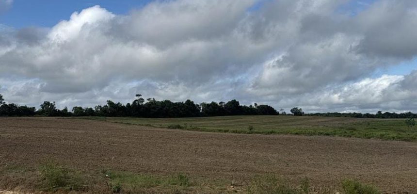 A Agência de Defesa Agropecuária e Florestal do Estado do Amazonas (Adaf) alerta os sojicultores do Amazonas que se encerra, nesta quarta-feira (10), o período do Vazio Sanitário da Soja, iniciado em junho deste ano. Findada a proibição do plantio e da manutenção de plantas vivas de soja em qualquer fase de desenvolvimento no estado, a autarquia informa que os agricultores poderão dar início à semeadura da cultura, na quinta-feira (11).